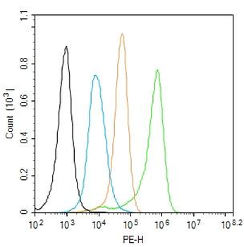 FAM134B Rabbit Polyclonal Antibody