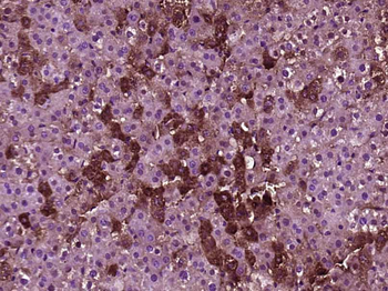 FAM20C Rabbit Polyclonal Antibody