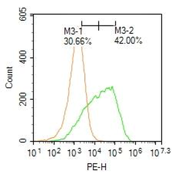 FARP1 Rabbit Polyclonal Antibody