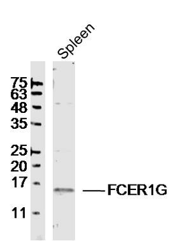 FCER1G Rabbit Polyclonal Antibody