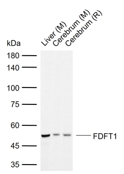 FDFT1 Rabbit Polyclonal Antibody