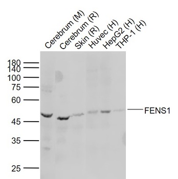 FENS1 antibody