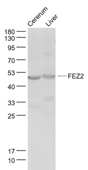 FEZ2 Rabbit Polyclonal Antibody