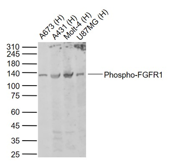 Phospho-FGFR1 (Tyr154) Rabbit Polyclonal Antibody