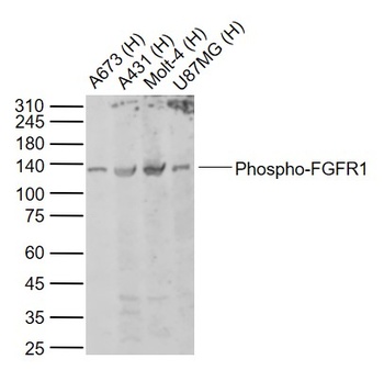 FGFR1 (Phospho-Tyr154) antibody