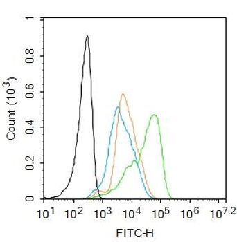 FHOD1 Rabbit Polyclonal Antibody