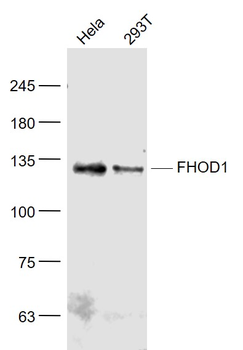 FHOD1 Rabbit Polyclonal Antibody