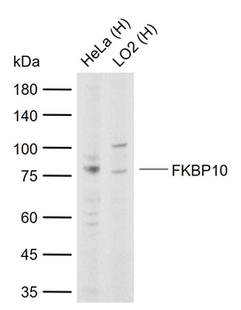 FKBP10 Rabbit Polyclonal Antibody