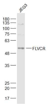 FLVCR Rabbit Polyclonal Antibody