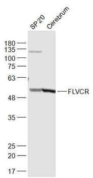 FLVCR Rabbit Polyclonal Antibody