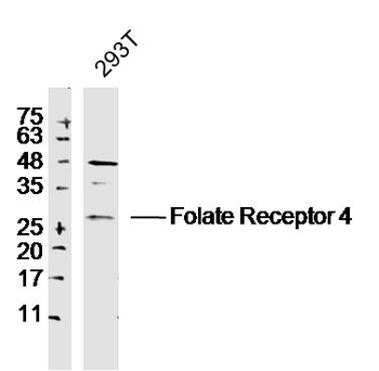Folate Receptor 4 Rabbit Polyclonal Antibody