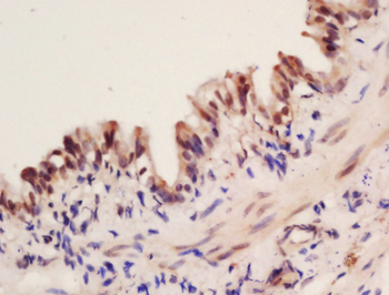 RBFOX2 Rabbit Polyclonal Antibody