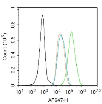 FOXP3 Rabbit Polyclonal Antibody