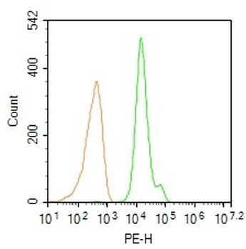 FOXP3 Rabbit Polyclonal Antibody