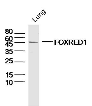 FOXRED1 Rabbit Polyclonal Antibody