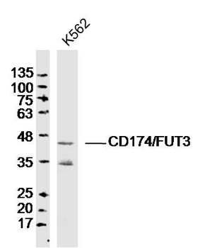 CD174/FUT3 Rabbit Polyclonal Antibody