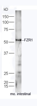 FZR1 Rabbit Polyclonal Antibody