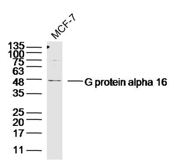 G protein alpha 16 Rabbit Polyclonal Antibody
