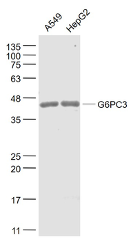 G6PC3 Rabbit Polyclonal Antibody