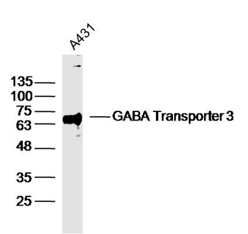 GABA Transporter 3 Rabbit Polyclonal Antibody