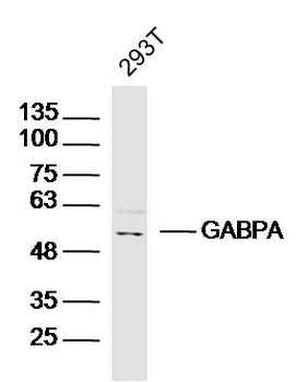 GABPA Rabbit Polyclonal Antibody