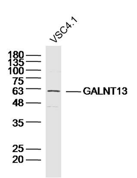 GALNT13 Rabbit Polyclonal Antibody