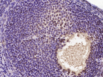 GCX1/C20orf100 Rabbit Polyclonal Antibody