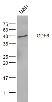 GDF6 Rabbit Polyclonal Antibody