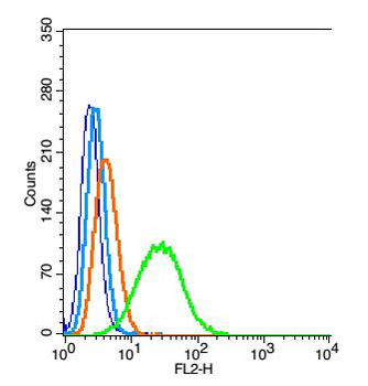 Gemin 7 Rabbit Polyclonal Antibody