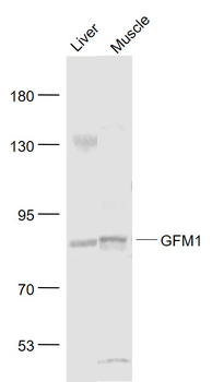 GFM1 Rabbit Polyclonal Antibody