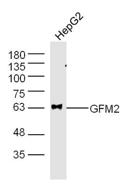 GFM2 Rabbit Polyclonal Antibody