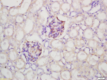 GLEPP1 Rabbit Polyclonal Antibody