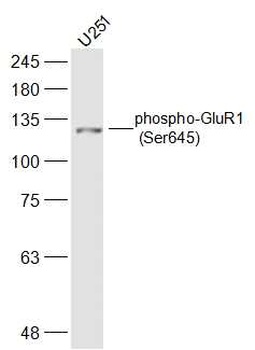 GluR1 (Phospho-Ser645) antibody