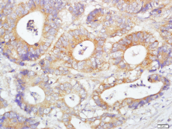 Glutaredoxin 2 Rabbit Polyclonal Antibody