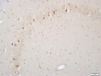 Glutaredoxin 2 Rabbit Polyclonal Antibody