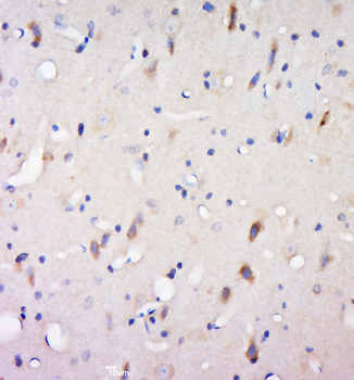 Glutaredoxin 2 Rabbit Polyclonal Antibody