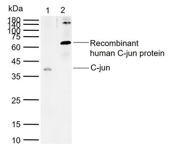 C-jun Mouse Monoclonal Antibody