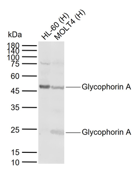 Glycophorin A Rabbit Polyclonal Antibody