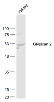 Glypican 2 Rabbit Polyclonal Antibody