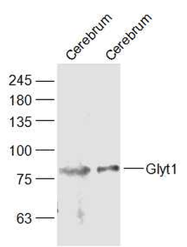 Glyt1 Rabbit Polyclonal Antibody