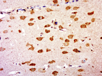 GNB5 Rabbit Polyclonal Antibody
