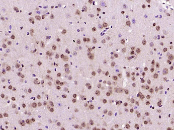 GNL3L Rabbit Polyclonal Antibody