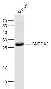 GNPDA2 Rabbit Polyclonal Antibody