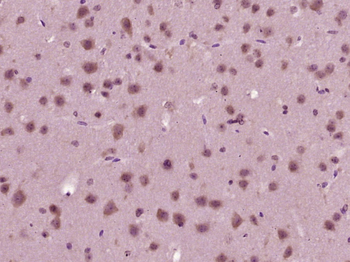 Golgin subfamily A member 4 Rabbit Polyclonal Antibody