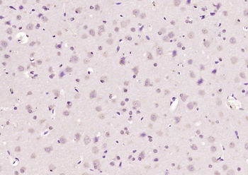 GNRH/LHRH Rabbit Polyclonal Antibody