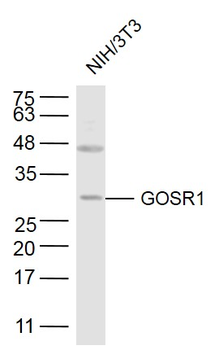 GOSR1 Rabbit Polyclonal Antibody