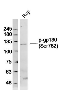 gp130 (Phospho-Ser782) antibody