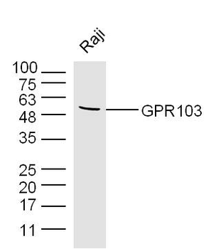 GPR103 Rabbit Polyclonal Antibody