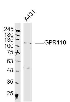 GPR110 Rabbit Polyclonal Antibody