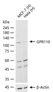 GPR110 Rabbit Polyclonal Antibody